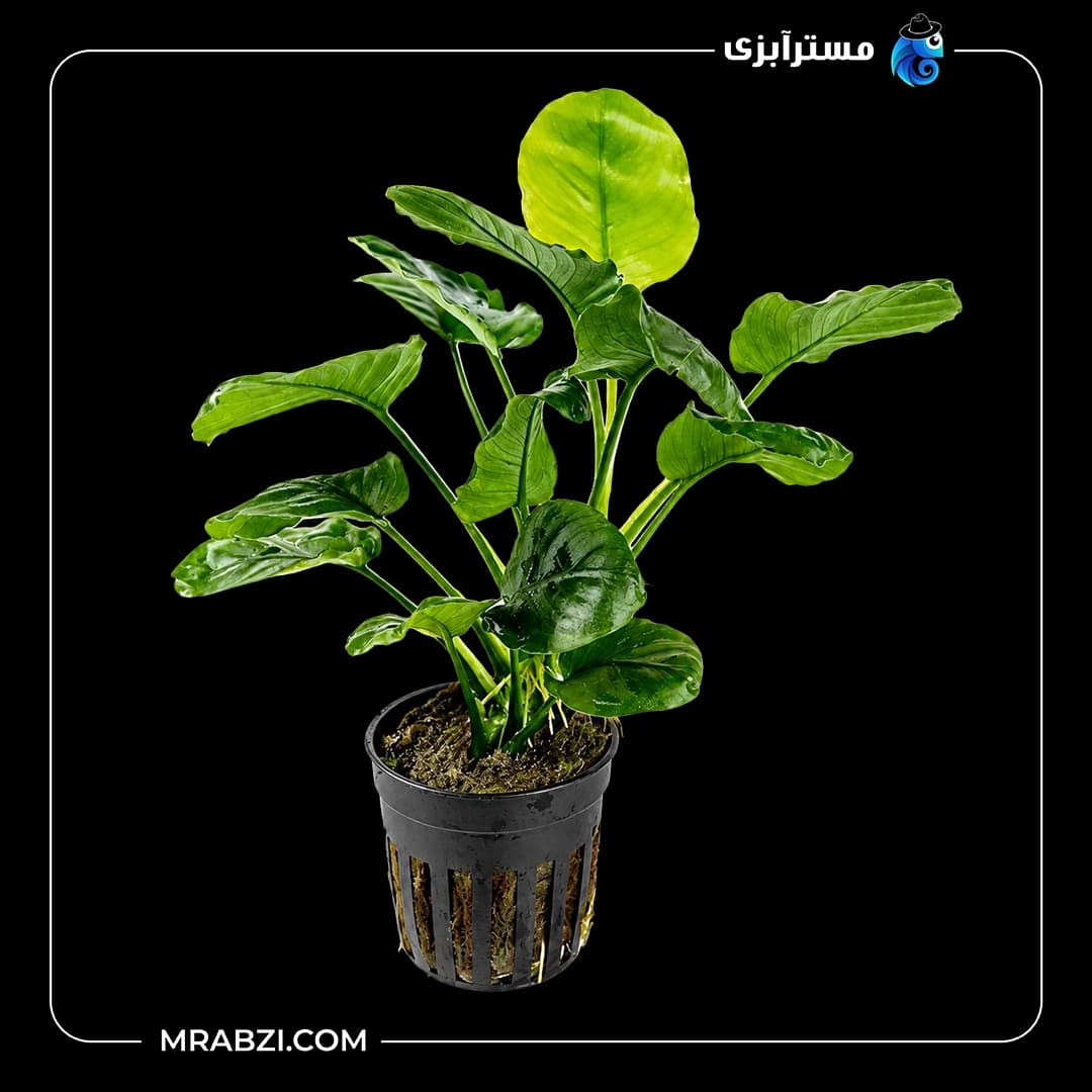 گیاه آکواریومی آنوبیاس بارتری روند (گلدن کوین)