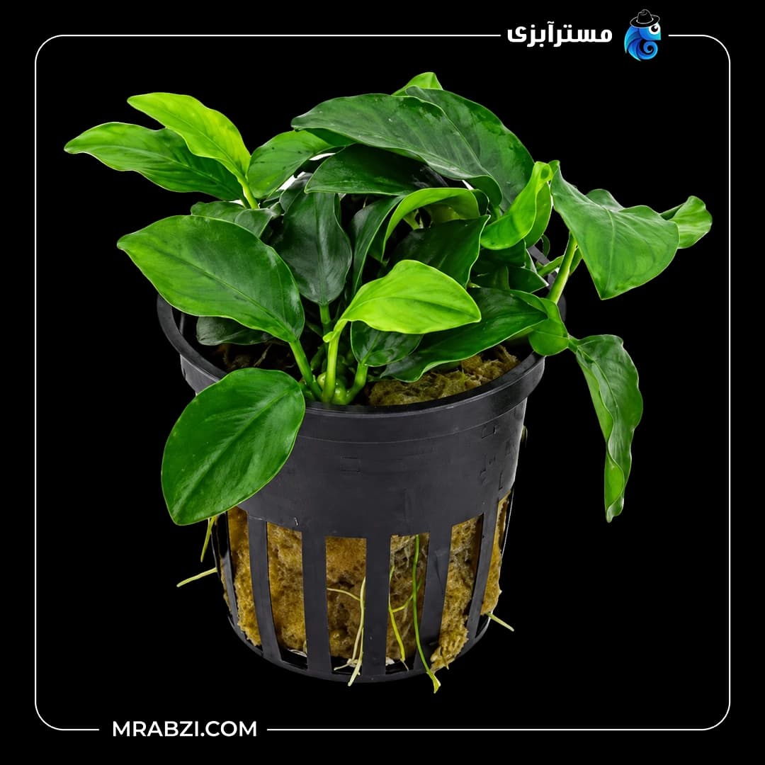 گیاه آکواریومی آنوبیاس بارتری دانمارک