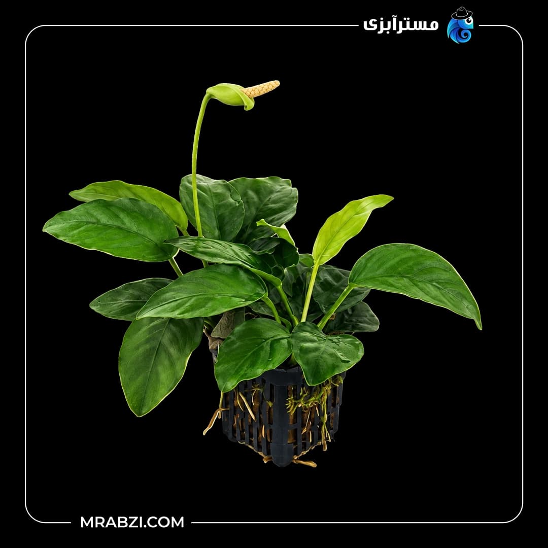 گیاه آکواریومی آنوبیاس بارتری وار بارتری براود لیف