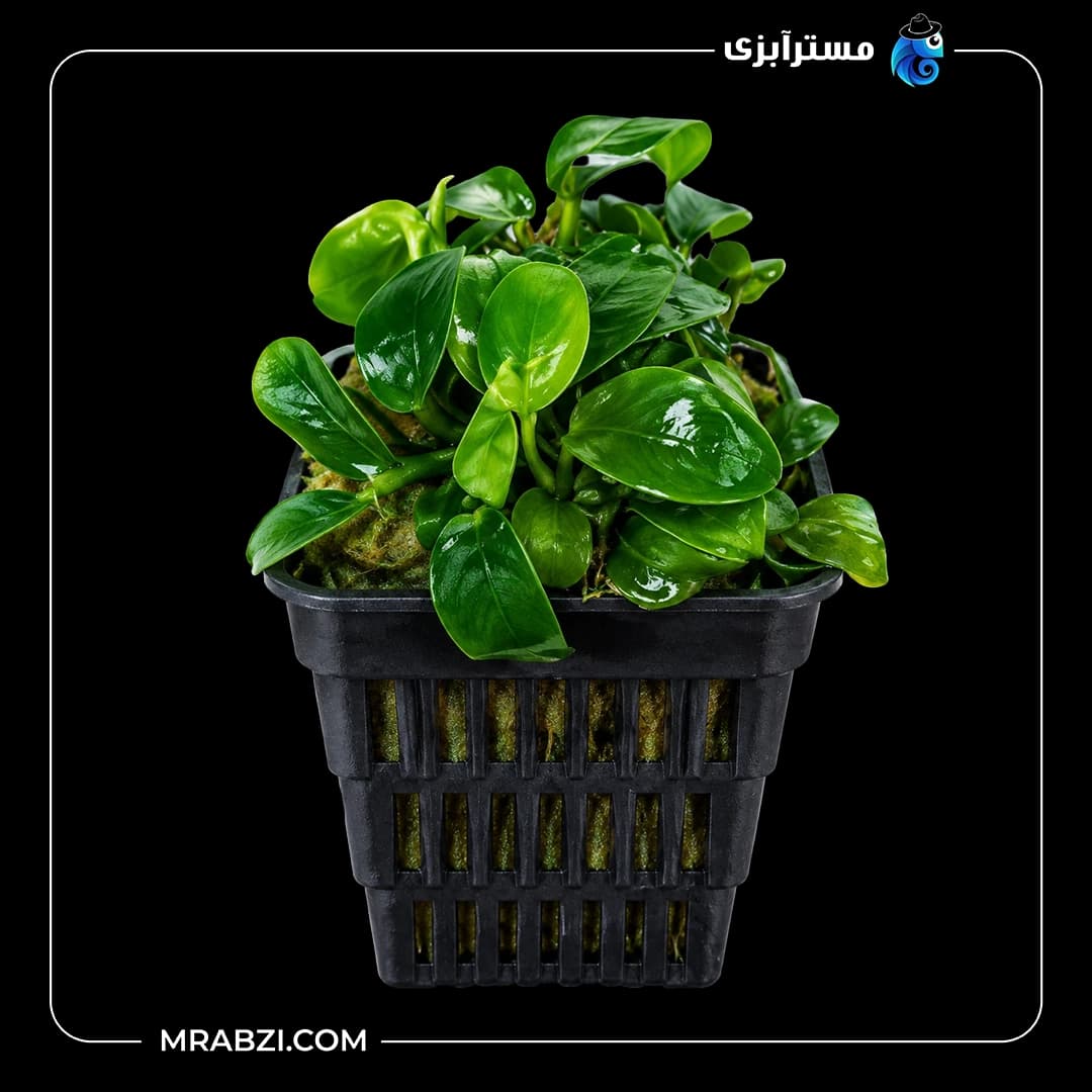 گیاه آکواریومی آنوبیاس بارتر وار نانا ژاپن