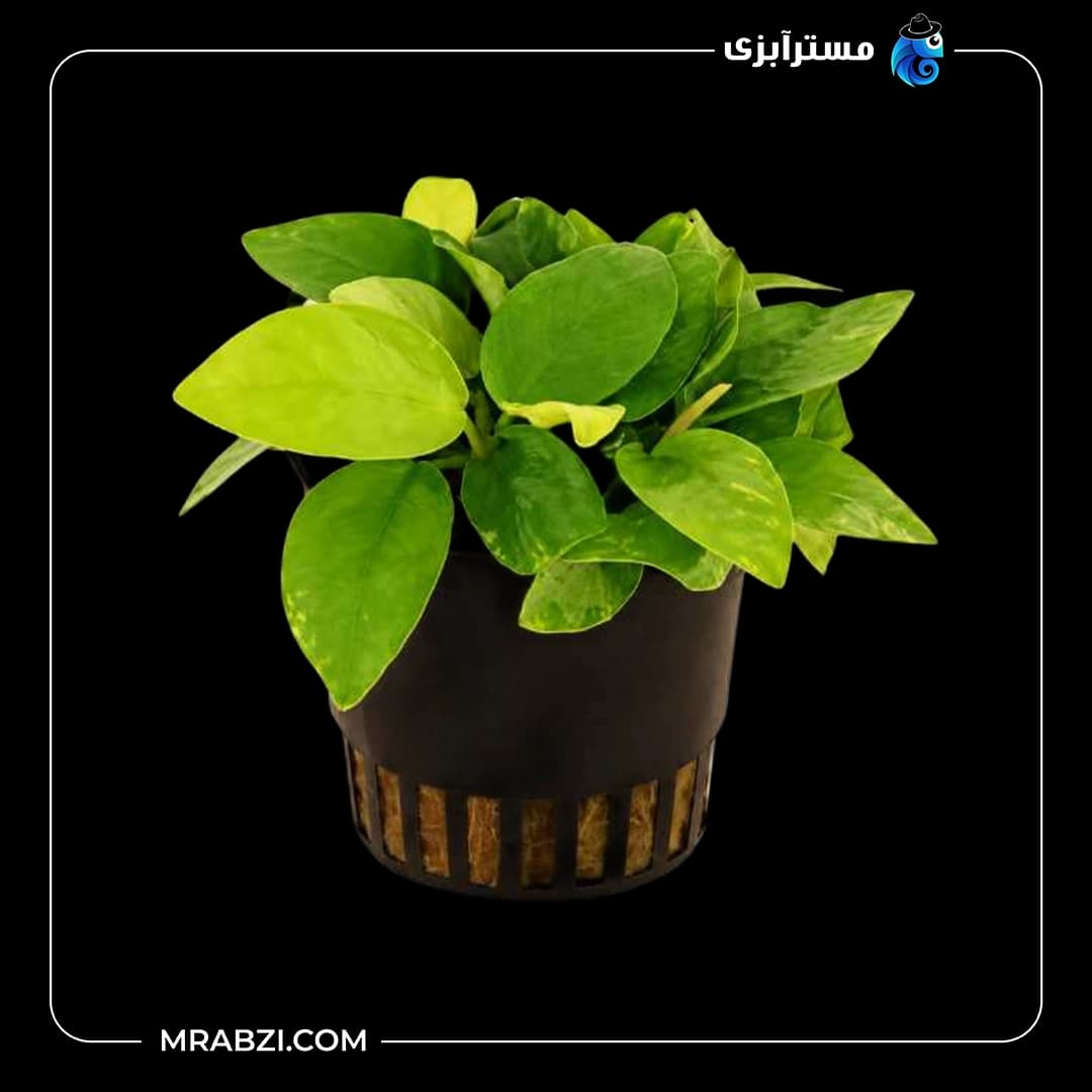 گیاه آکواریومی آنوبیاس اسپیشز گلدن (طلایی)
