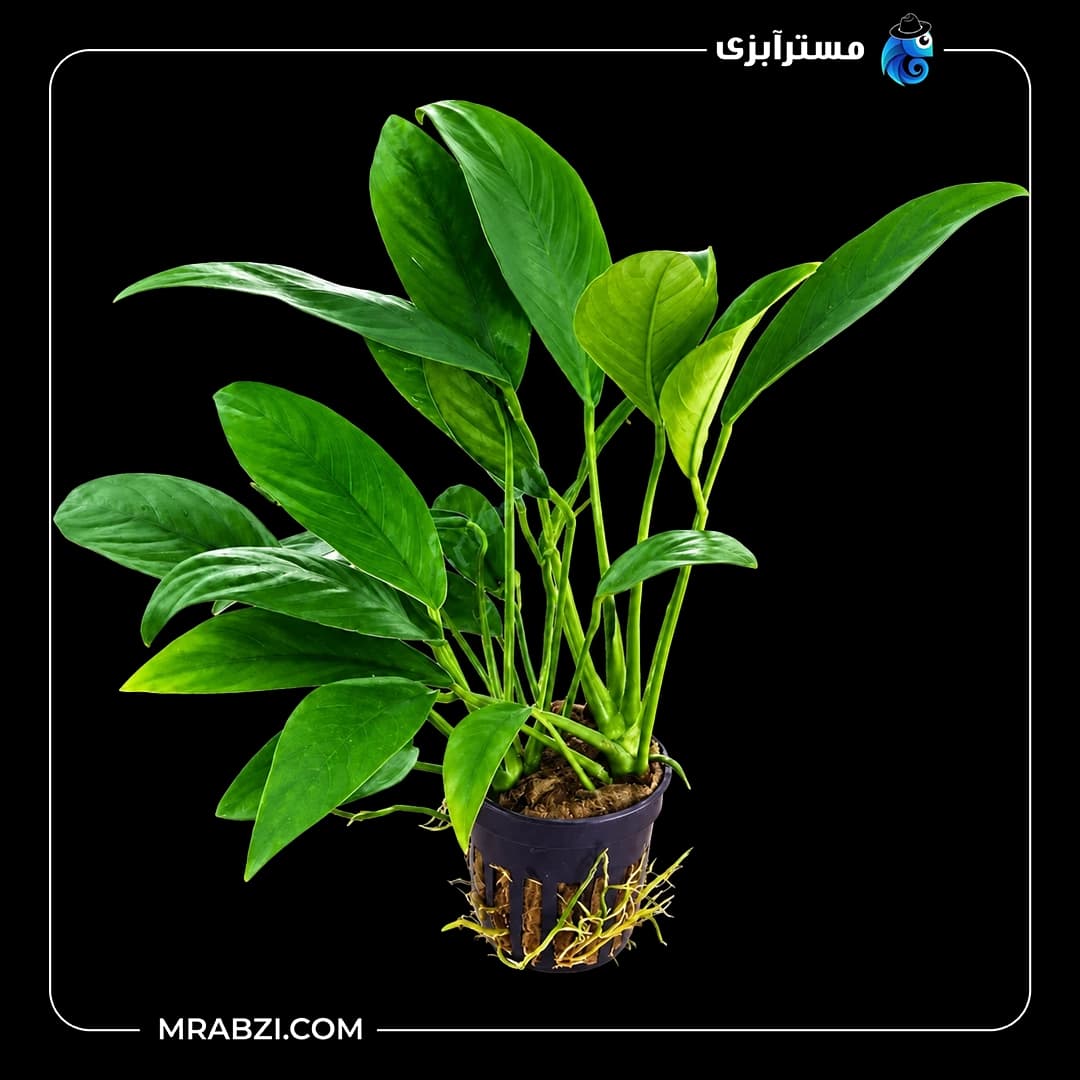 گیاه آکواریومی آنوبیاس آنگوستیفولیا