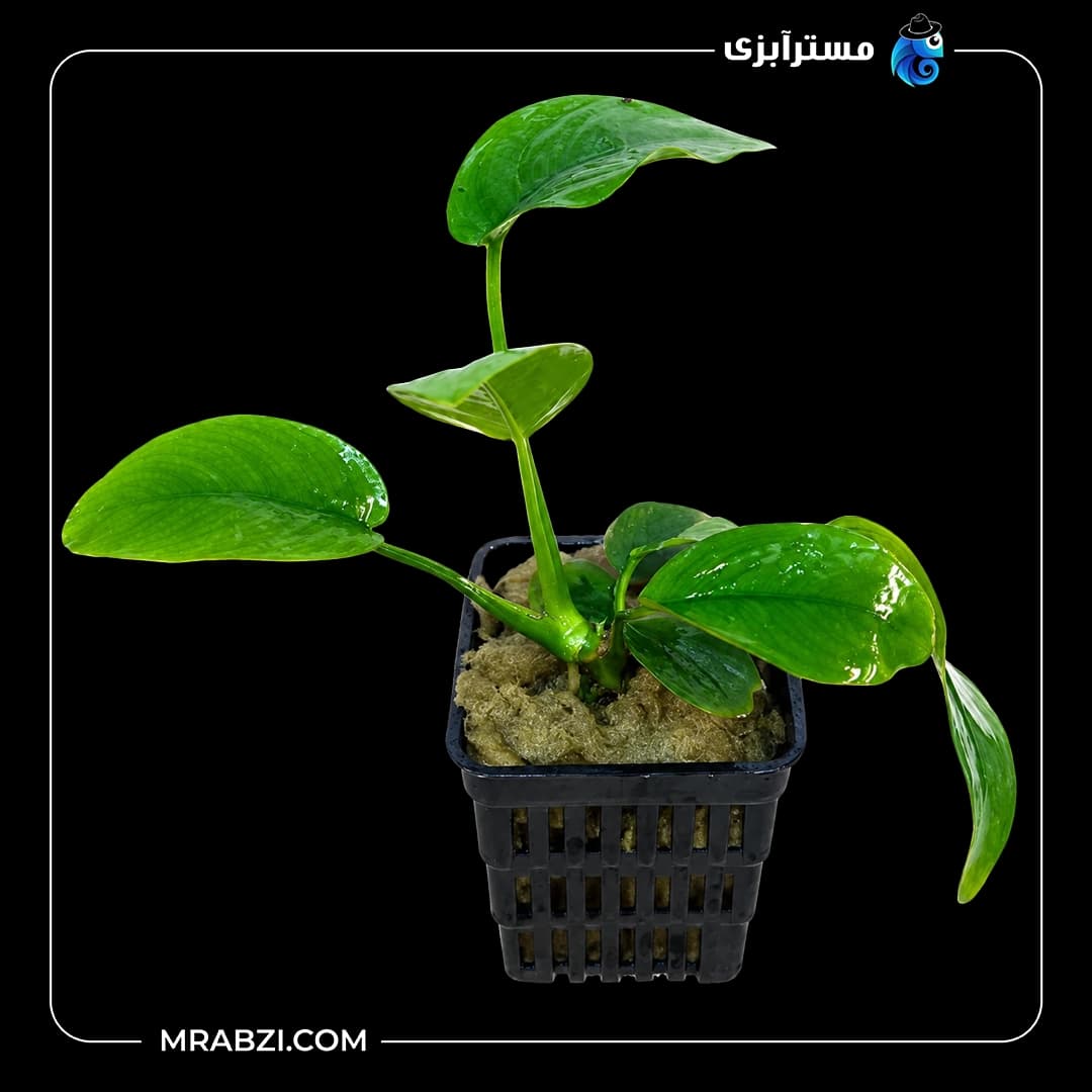 گیاه آکواریومی آنوبیاس بارتری وار پیکوک (سایز 2XL)