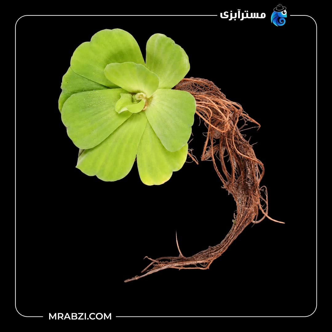 گیاه آکواریومی کاهو آبی