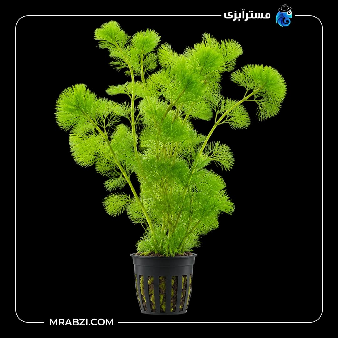 گیاه آکواریومی کابومبا گرین