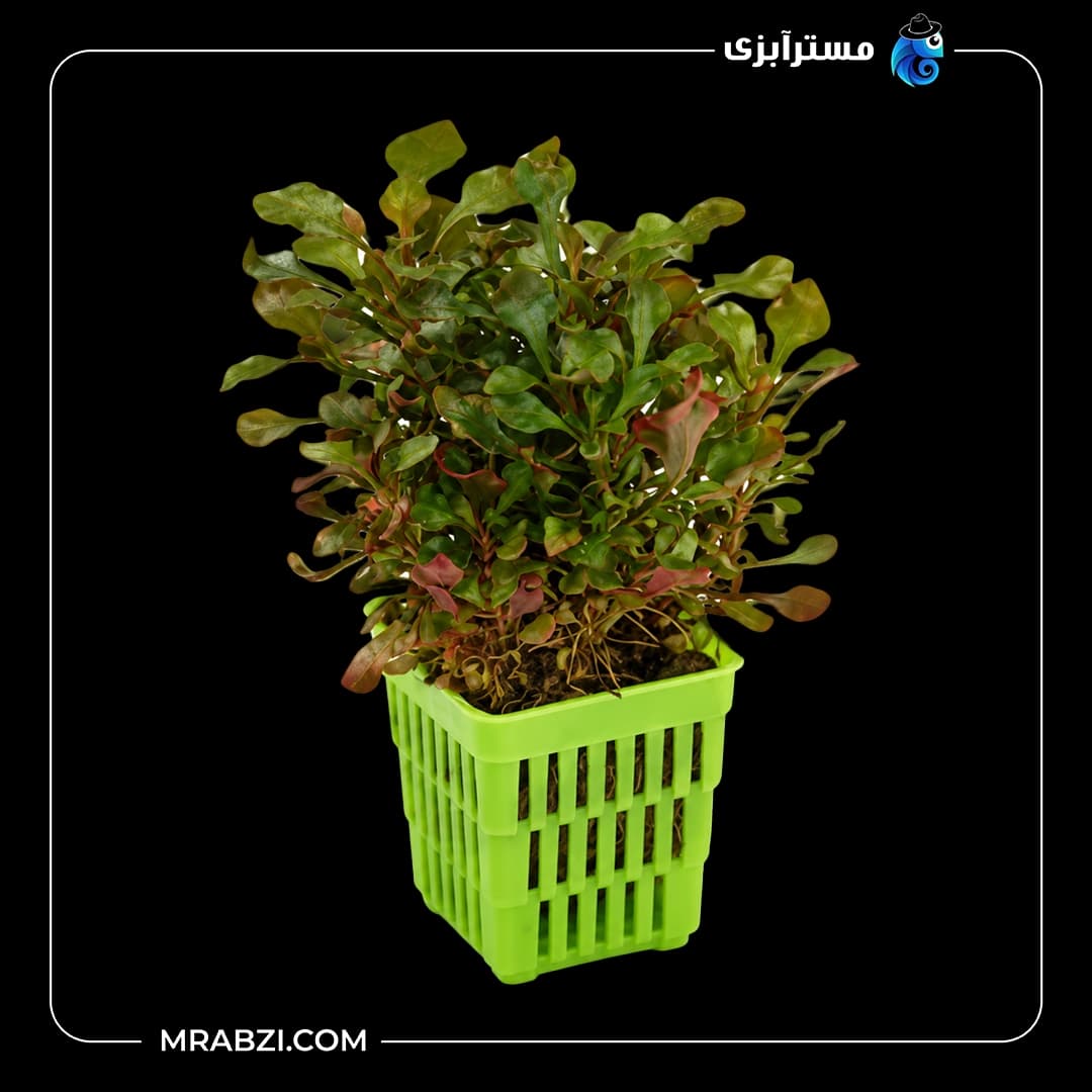 گیاه آکواریومی آلترناترا چند رنگ