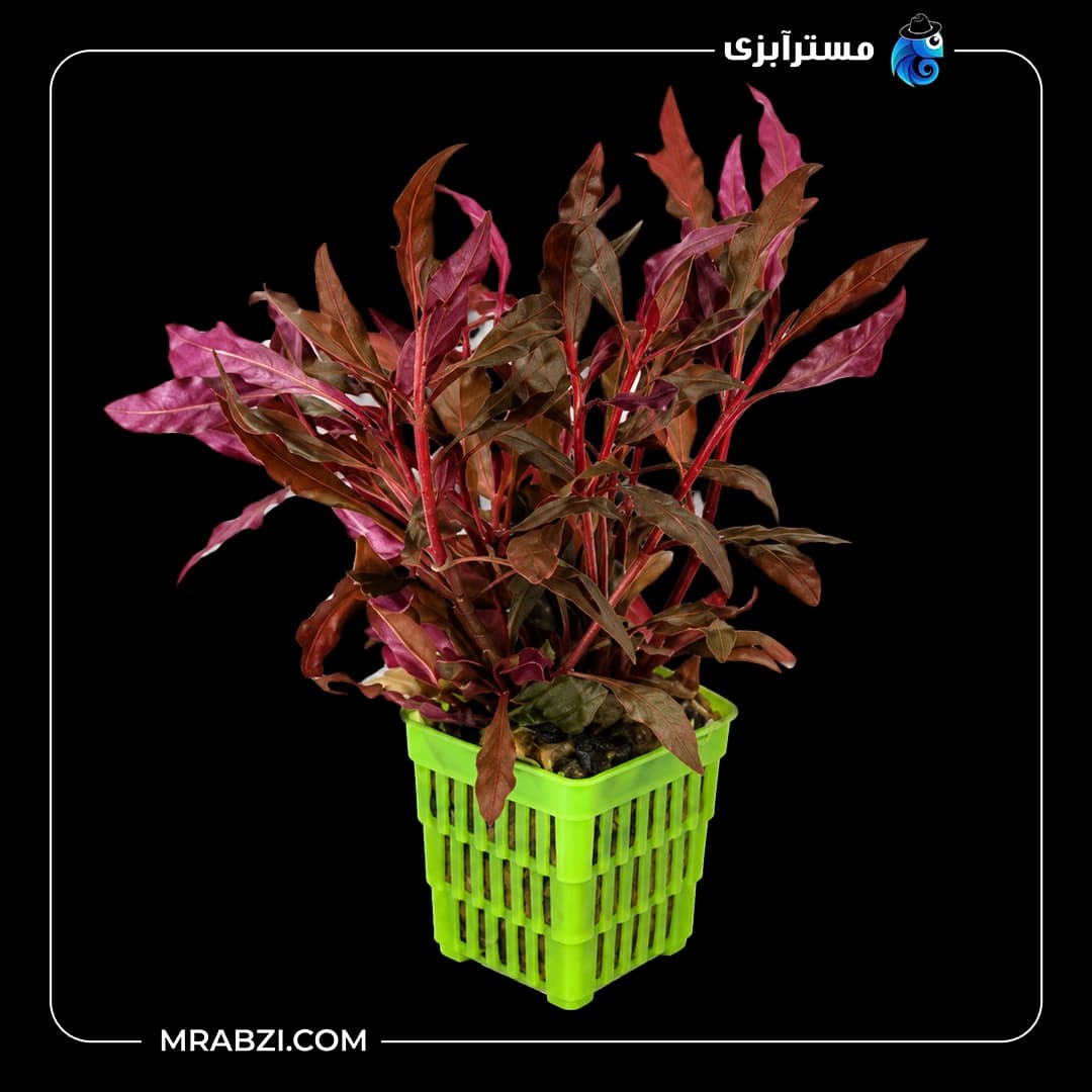 گیاه آکواریمی آلترناترا رز