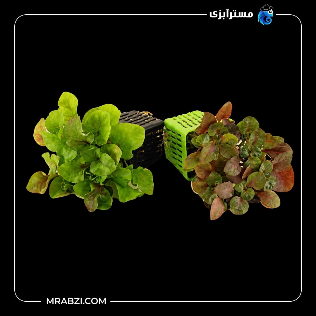 گیاه آکواریومی آلترناترا دو رنگ