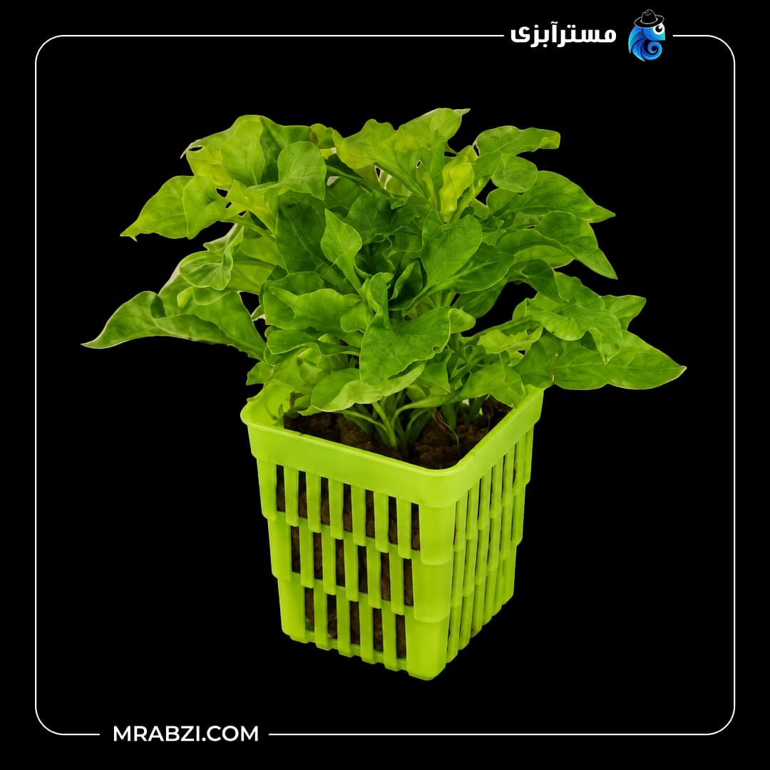 گیاه آکواریومی آلترنانترا بتزیکیانا گرین