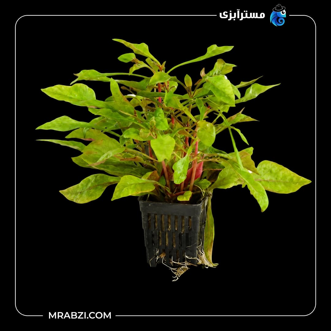 گیاه آکواریومی آلترناترا بتزیکیانا رد