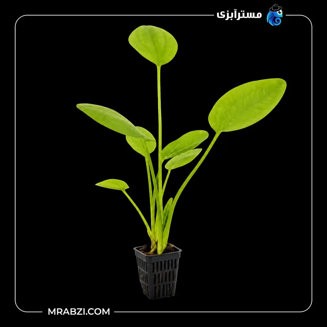 گیاه آکواریومی اچینودوروس کوردیفولیوس