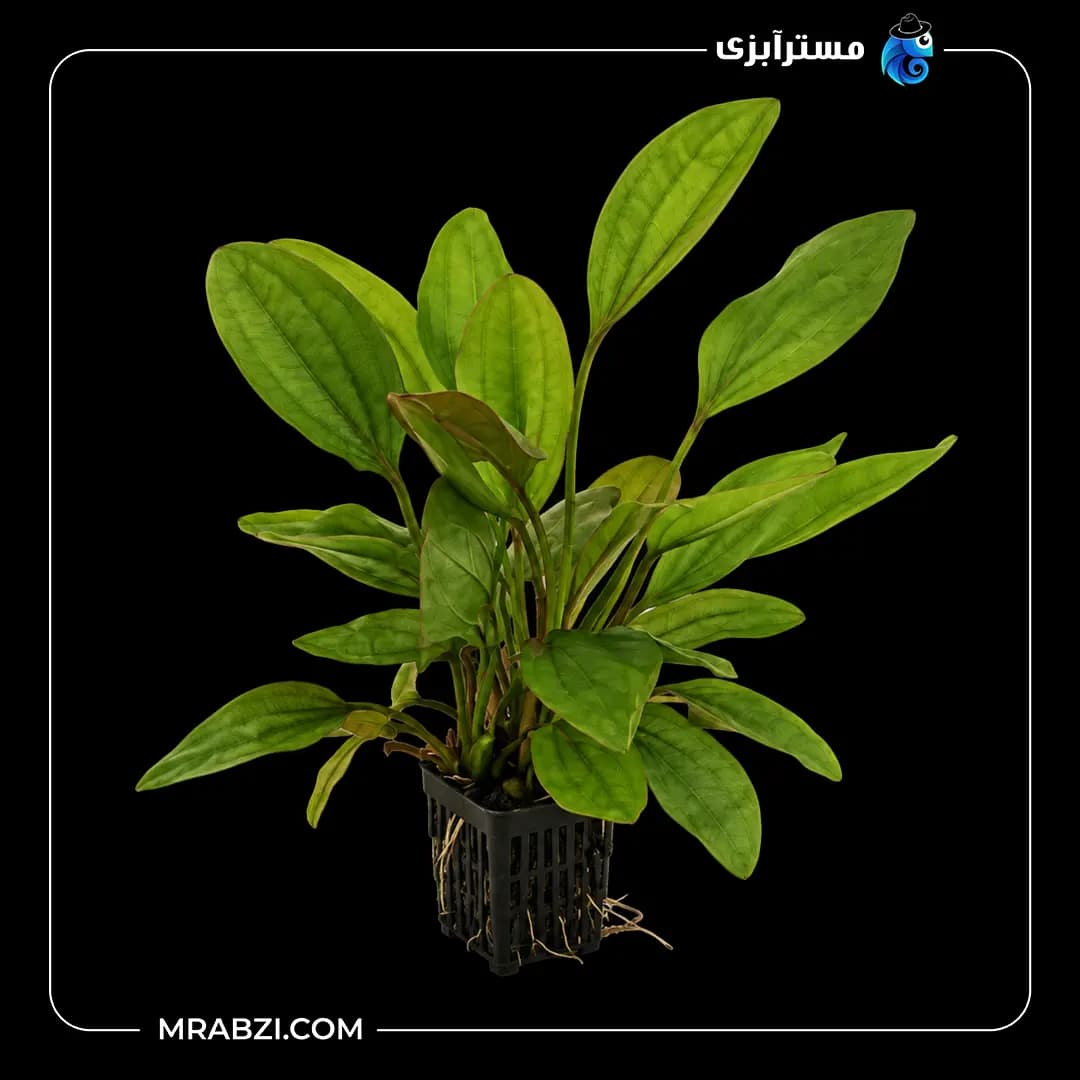 گیاه آکواریومی اچینودوروس فنسی توئیست