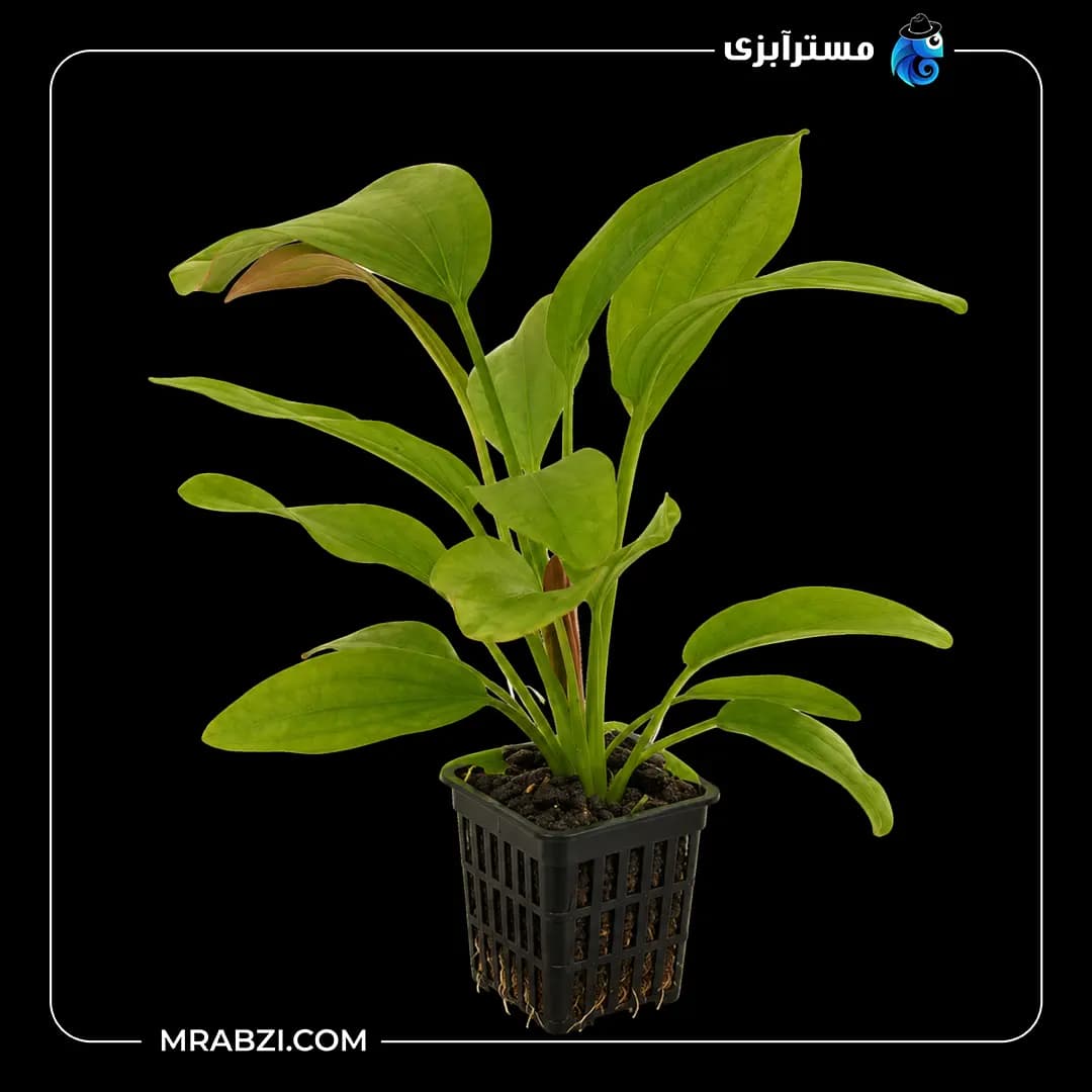 گیاه آکواریومی اچینودوروس رز