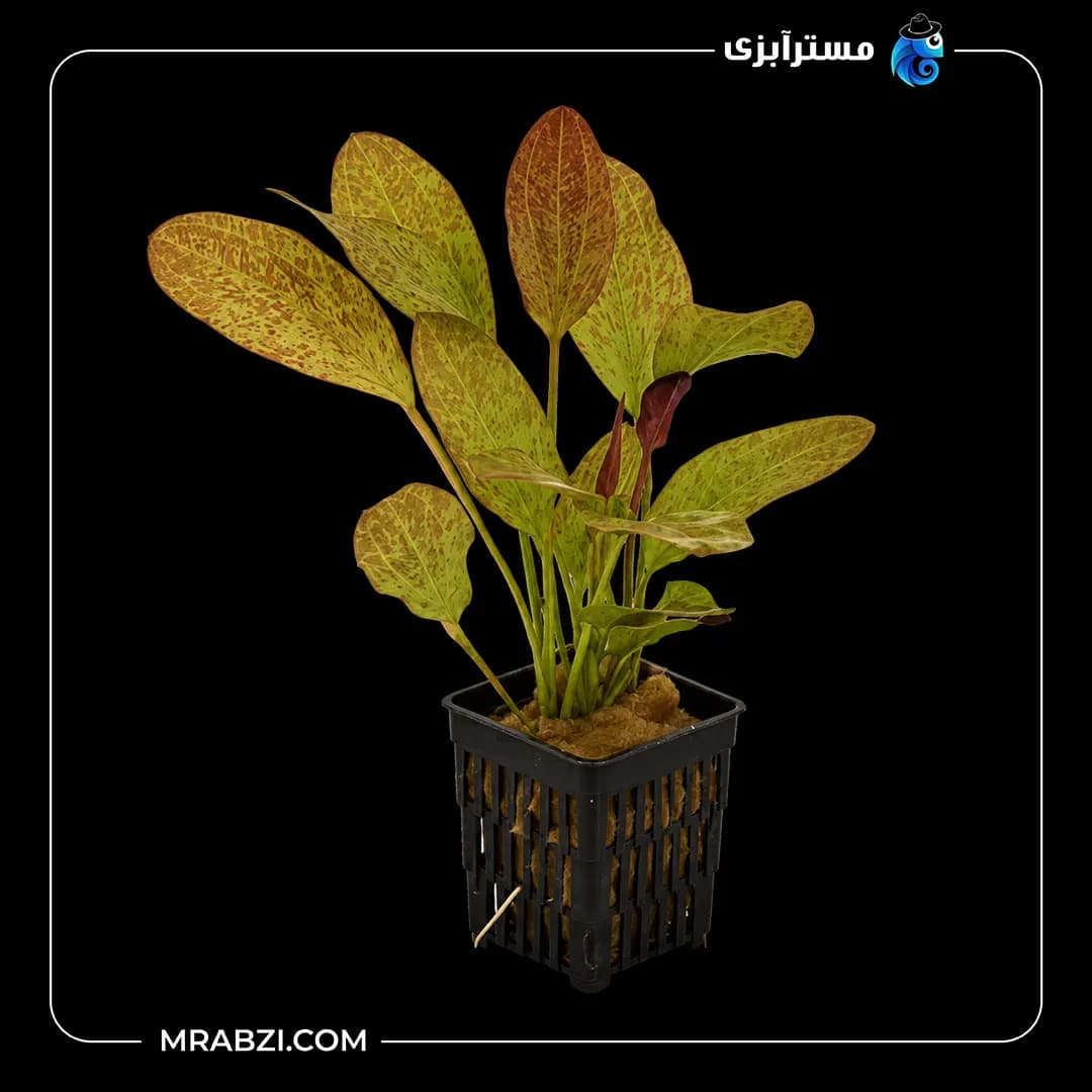 گیاه آکواریومی اچینودوروس رد فلیم(شعله سرخ)