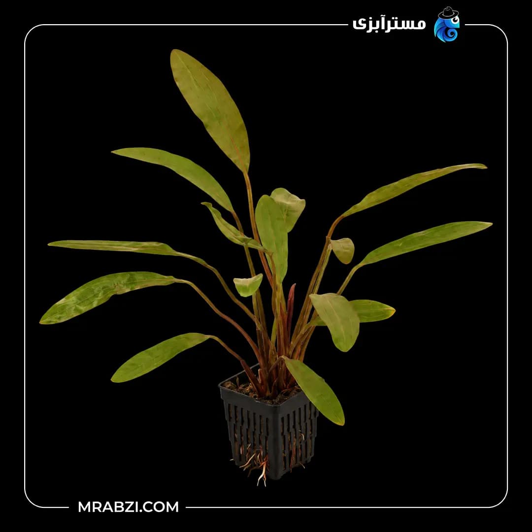 گیاه آکواریومی اچینودوروس رد روبین نرو