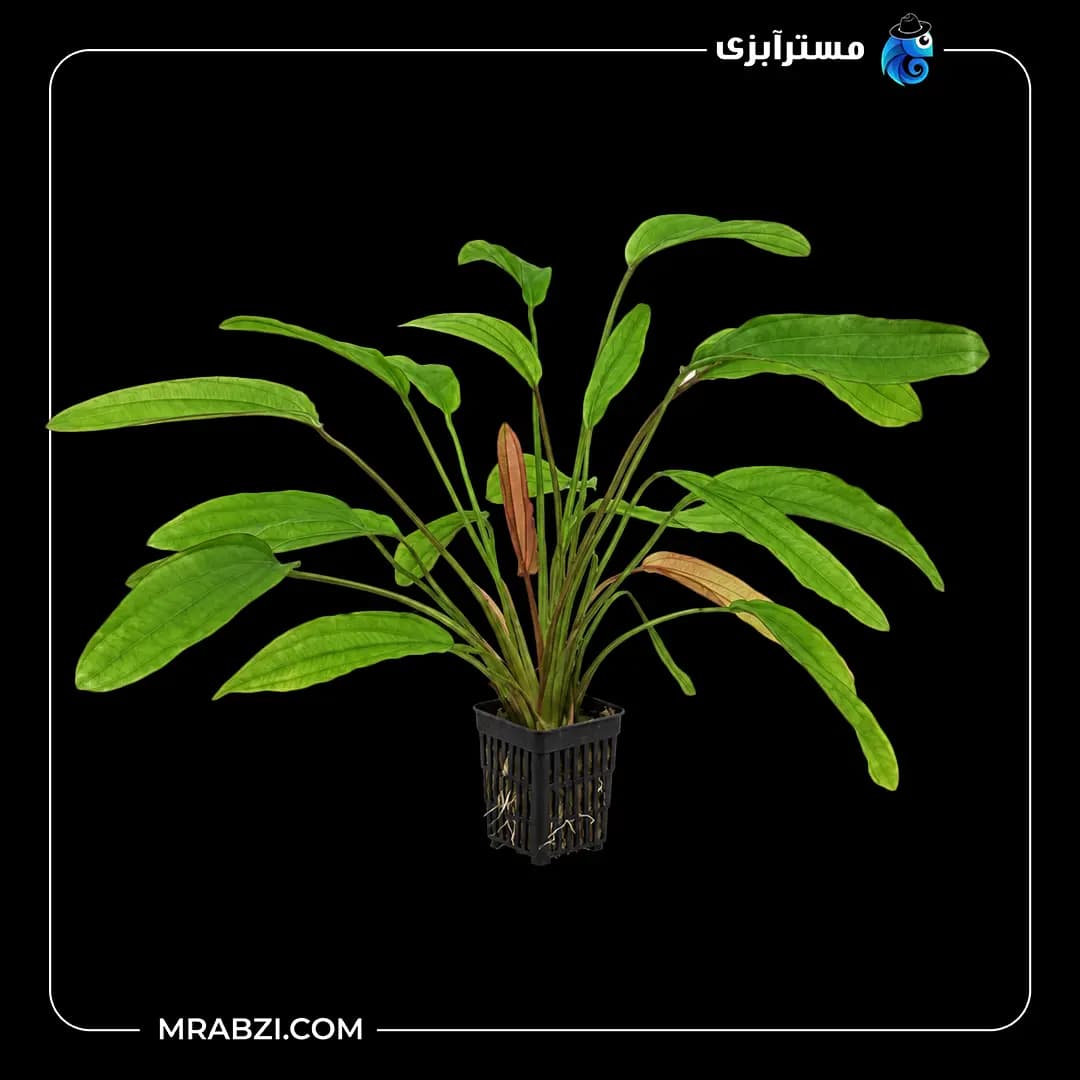 گیاه آکواریومی اچینودوروس رد دیاموند