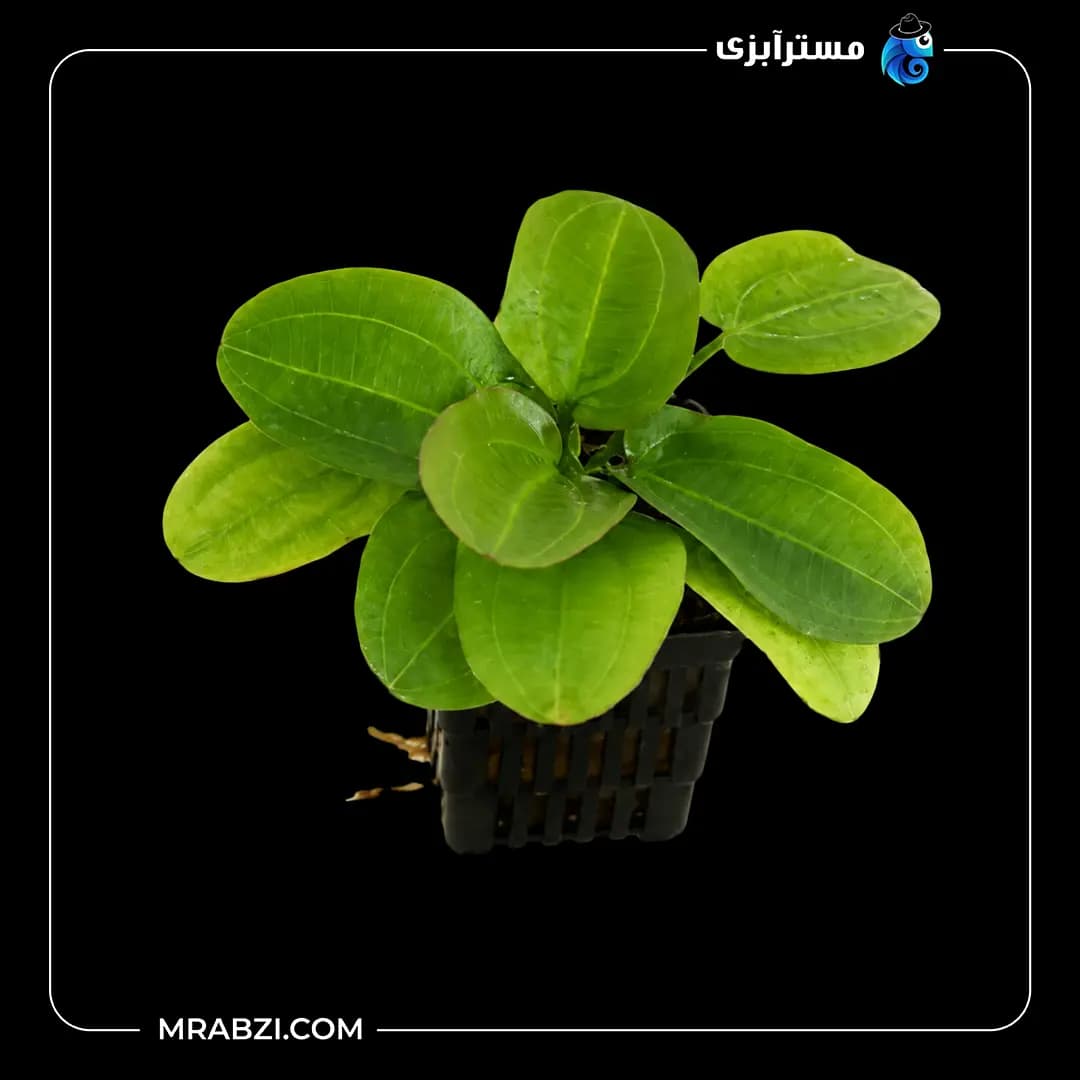 گیاه آکواریومی اچینودوروس هوریزونتالیس