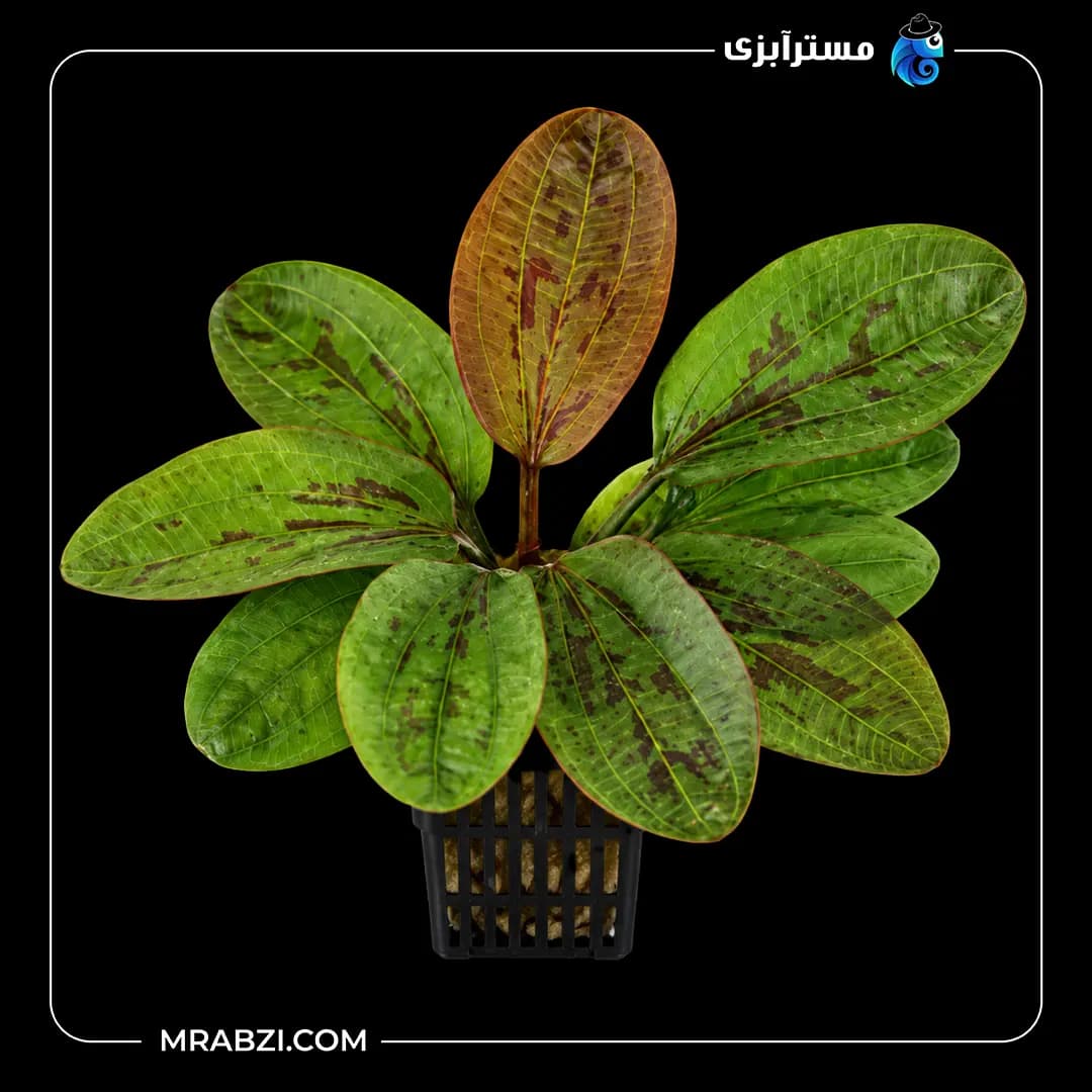 گیاه آکواریومی اچینودوروس هادی رد پرل