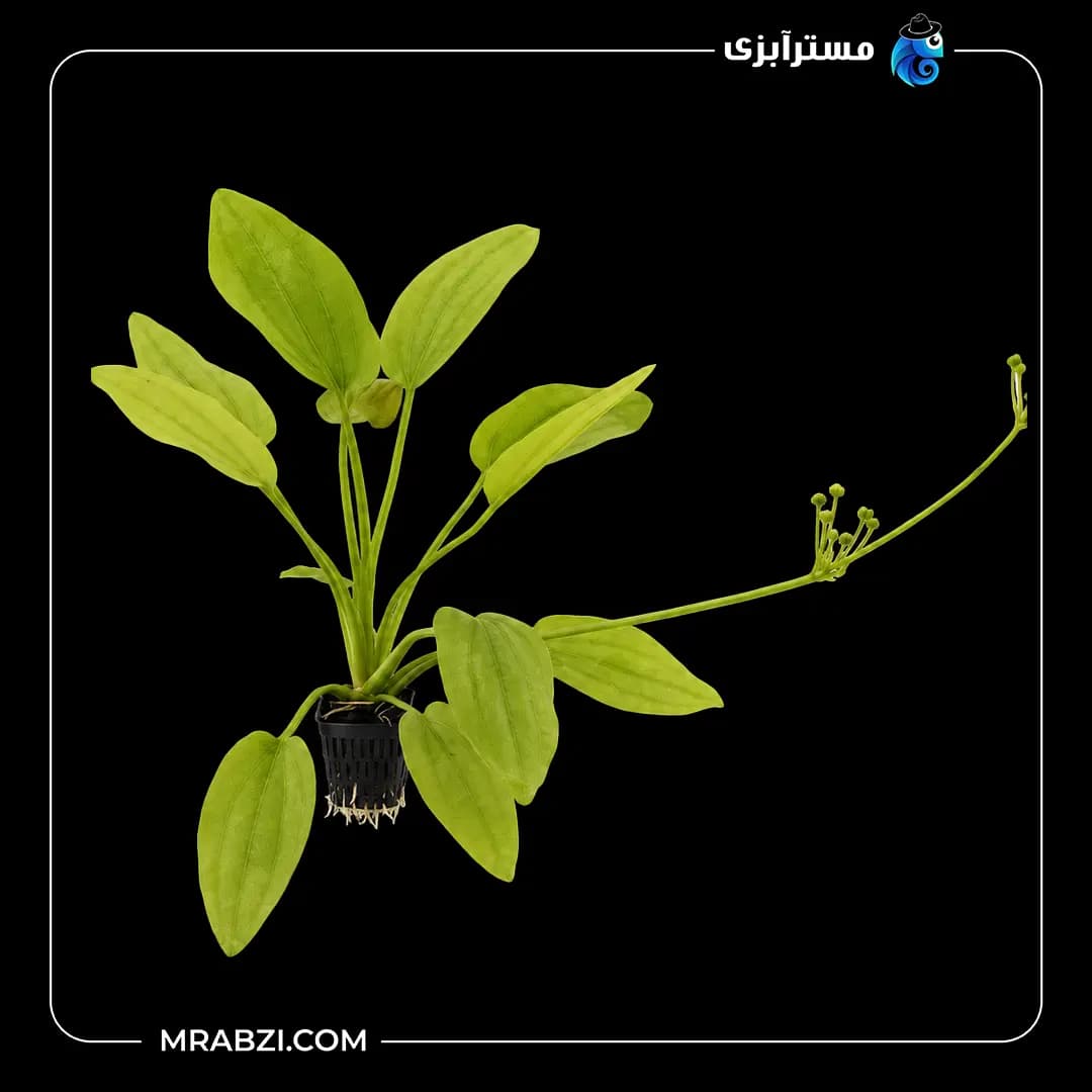 گیاه آکواریومی اچینودوروس رادیکان کوردیفولیوس