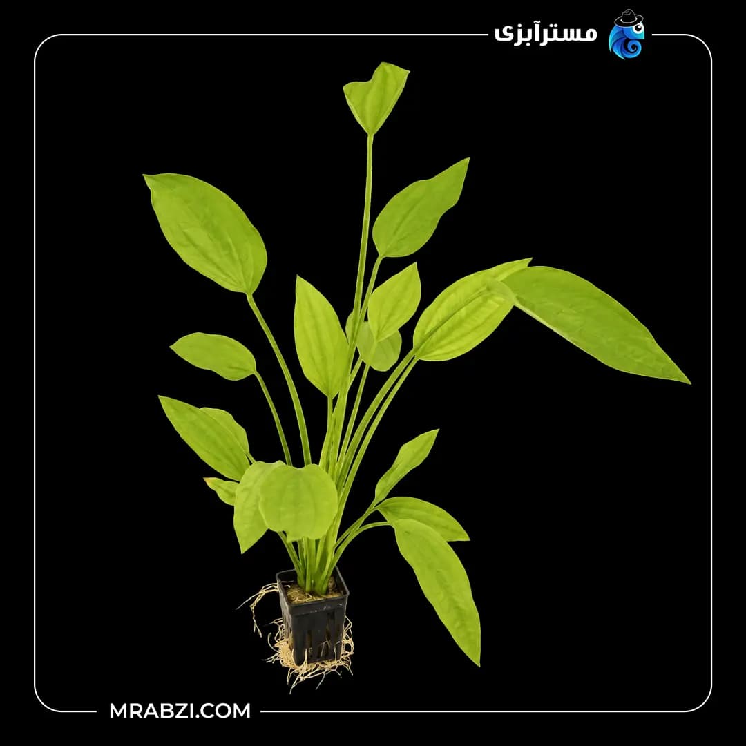 گیاه آکواریومی اچینودوروس آرجن تیننسیس