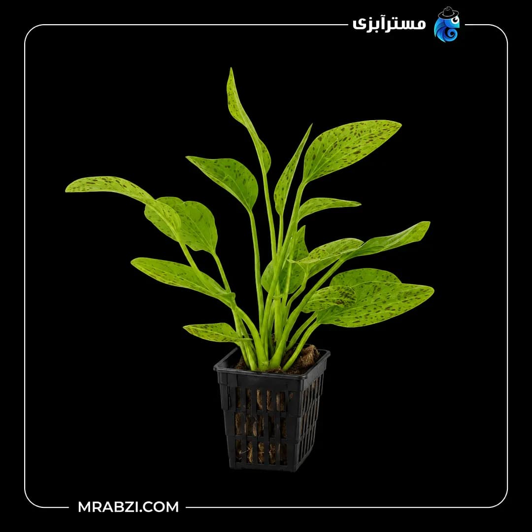 گیاه آکواریومی اچینودوروس اوزلوت گرین
