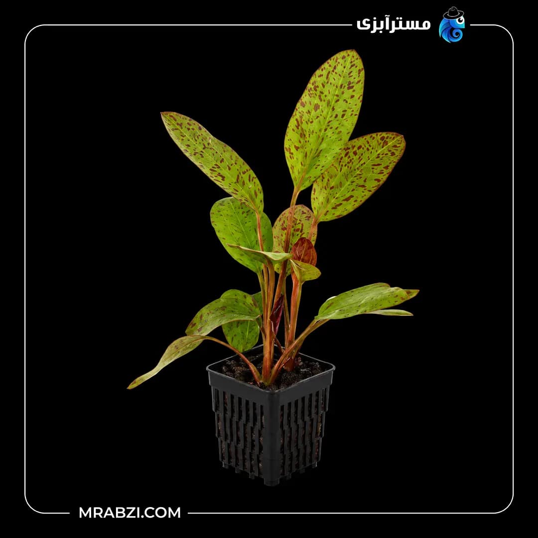 گیاه آکواریومی اچینودوروس اوزلوت رد