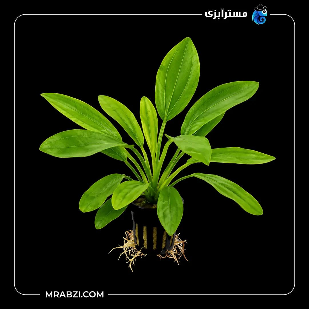 گیاه آکواریومی اچینودوروس اوروگوانسیس