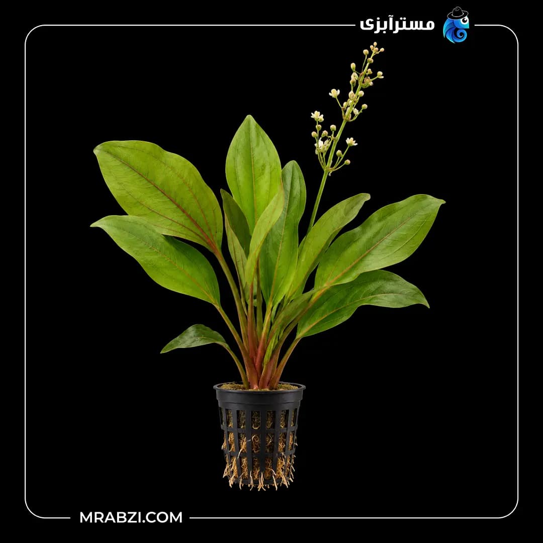 گیاه آکواریمی اچینودوروس اسچلوتری