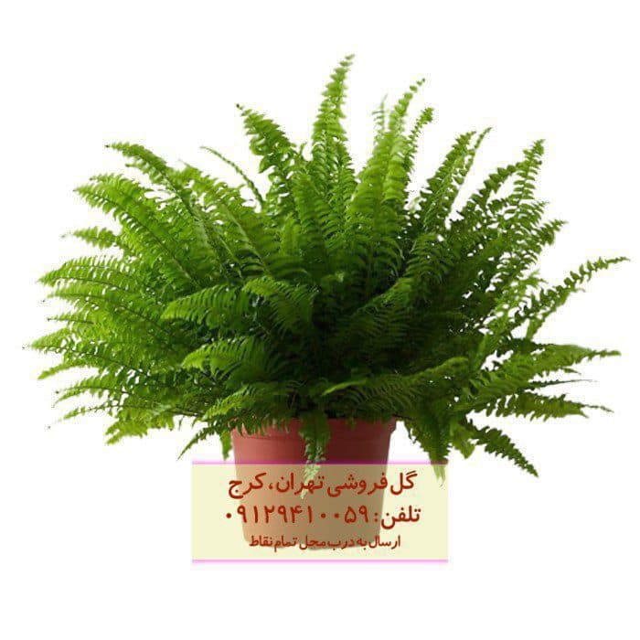 گیاه طبیعی سرخس مدل F-40