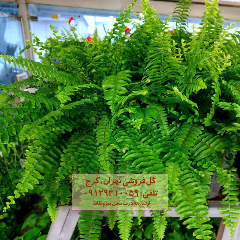گیاه طبیعی سرخس مدل F-40 — تصویر ۳