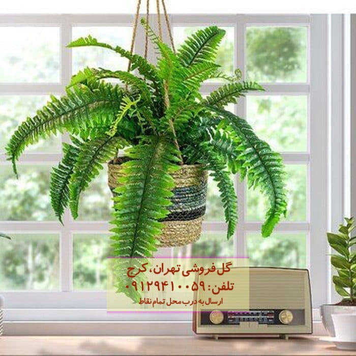 گیاه طبیعی سرخس مدل F-40 — تصویر ۲