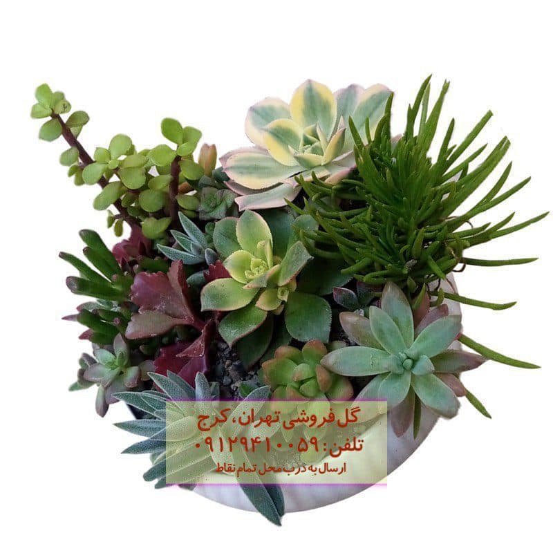 گل طبیعی کاکتوس مدل 02