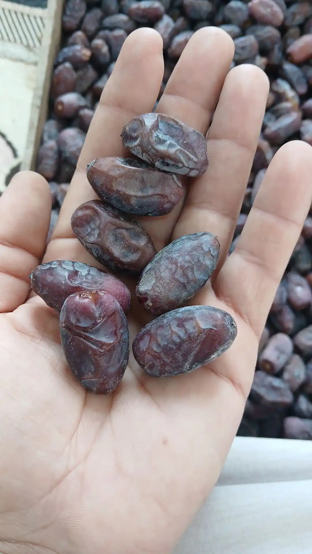 خرمای فرسی — تصویر ۳