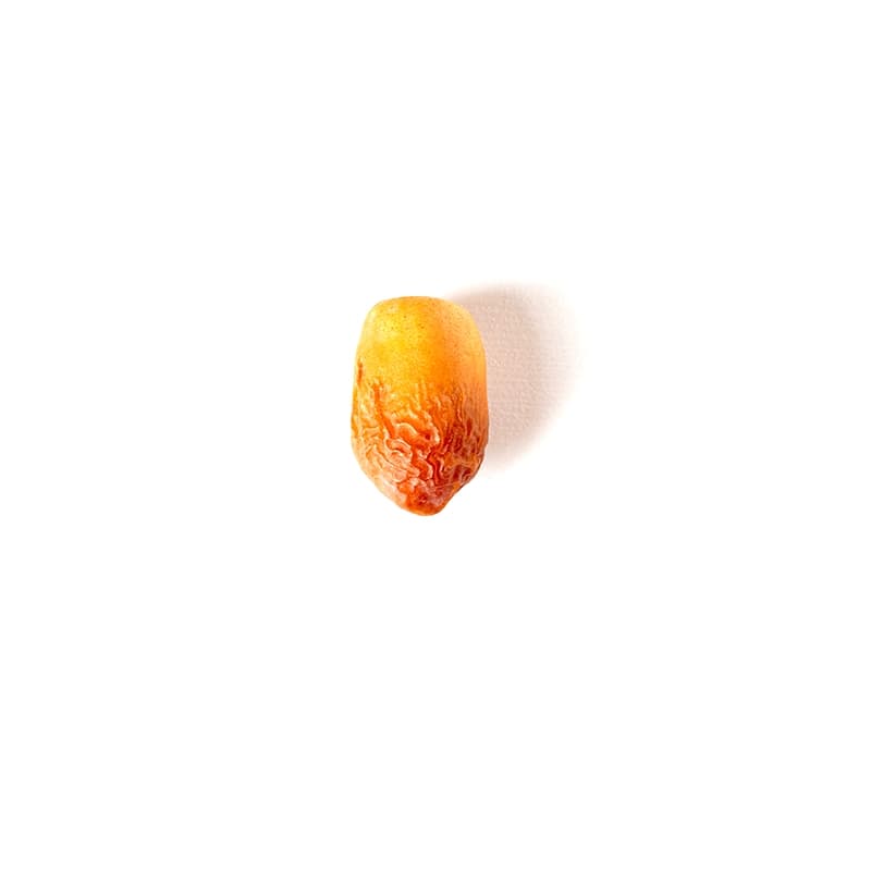 خرما زاهدی پانیل – 500 گرم — تصویر ۲