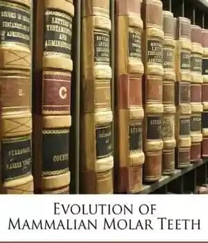 دانلود کتاب Evolution of Mammalian Molar Teeth – تکامل دندان های مولر پستانداران