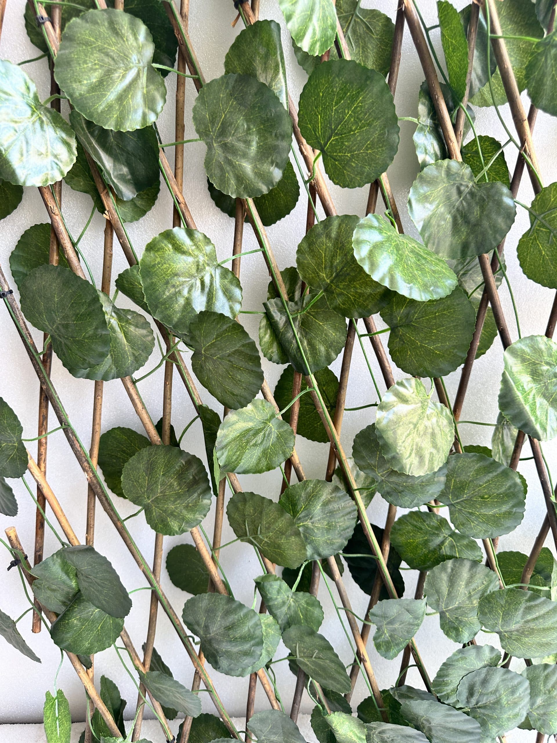 آکاردیونی کوچک — تصویر ۲