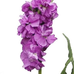 دانلود پاورپوینت گیاهشناسی گل شب بو
