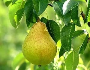 دانلود پاورپوینت گرده افشانی درخت گلابی
