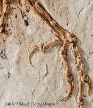 دانلود کتاب Birds of Stone: Chinese Avian Fossils from the Age of Dinosaurs – پرندگان سنگی: فسیل های پرندگان چینی…