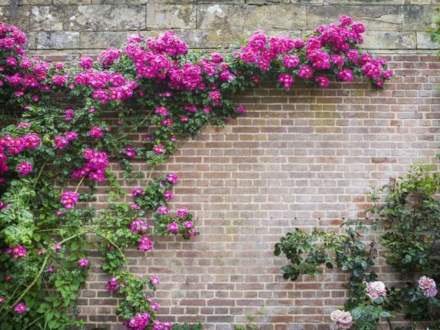 پوستر دیواری طرح دیوار آجری با رزهای رونده