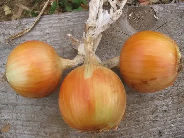بذر پیاز زرد ( بذر پیاز طلایی ) — تصویر ۲