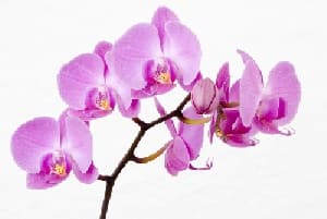 دانلود پاورپوینت پرورش گل ارکیده