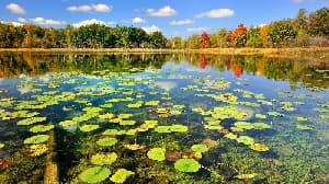 دانلود پروژه تالاب
