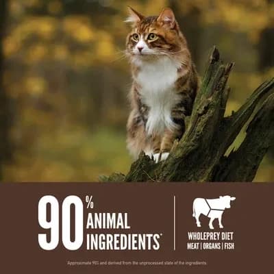 غذای خشک گربه اوریجن Orijen Cat Regional Red وزن 340 گرم — تصویر ۴