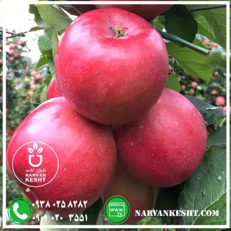 نهال سیب پایه مارلینگ
