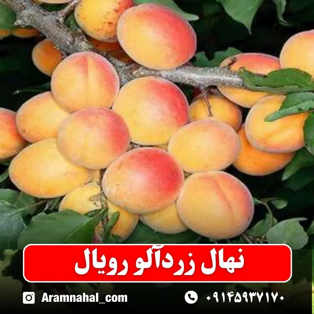 نهال زردآلو رویال