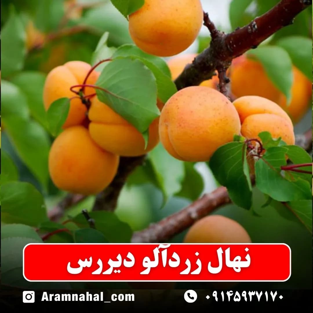 نهال زردآلو دیررس