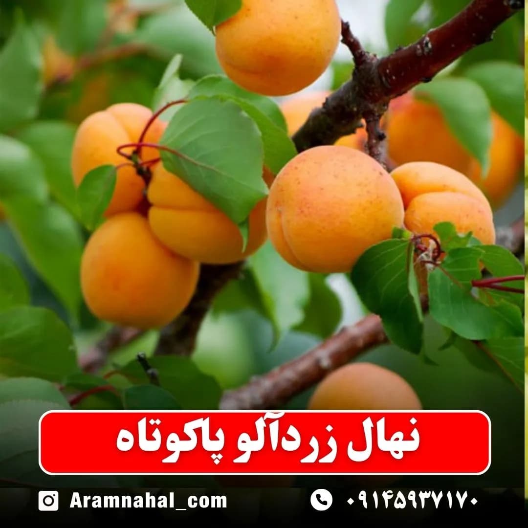 نهال زردآلو پاکوتاه