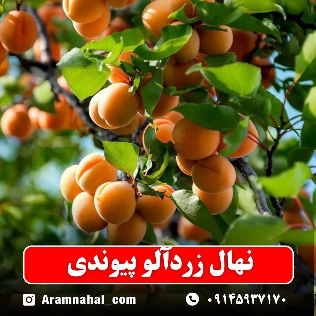 نهال زردآلو پیوندی