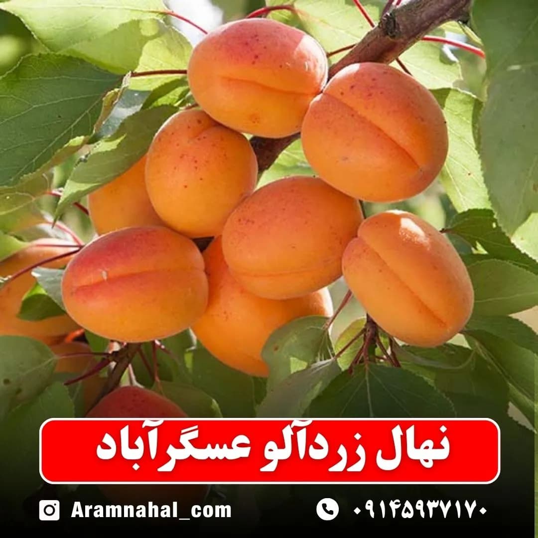 نهال زردآلو عسگر آباد
